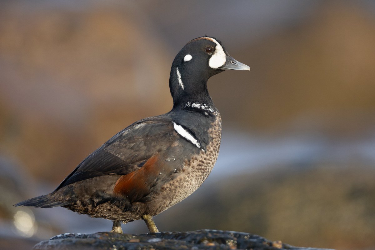 Caleb Knight tweet media