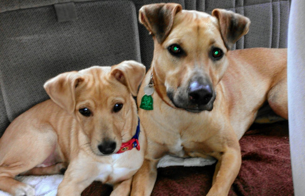 Dear Muslims, "rescues rock" but "invaders suck"!! 🎯💯🙋‍♀️🐕🦮