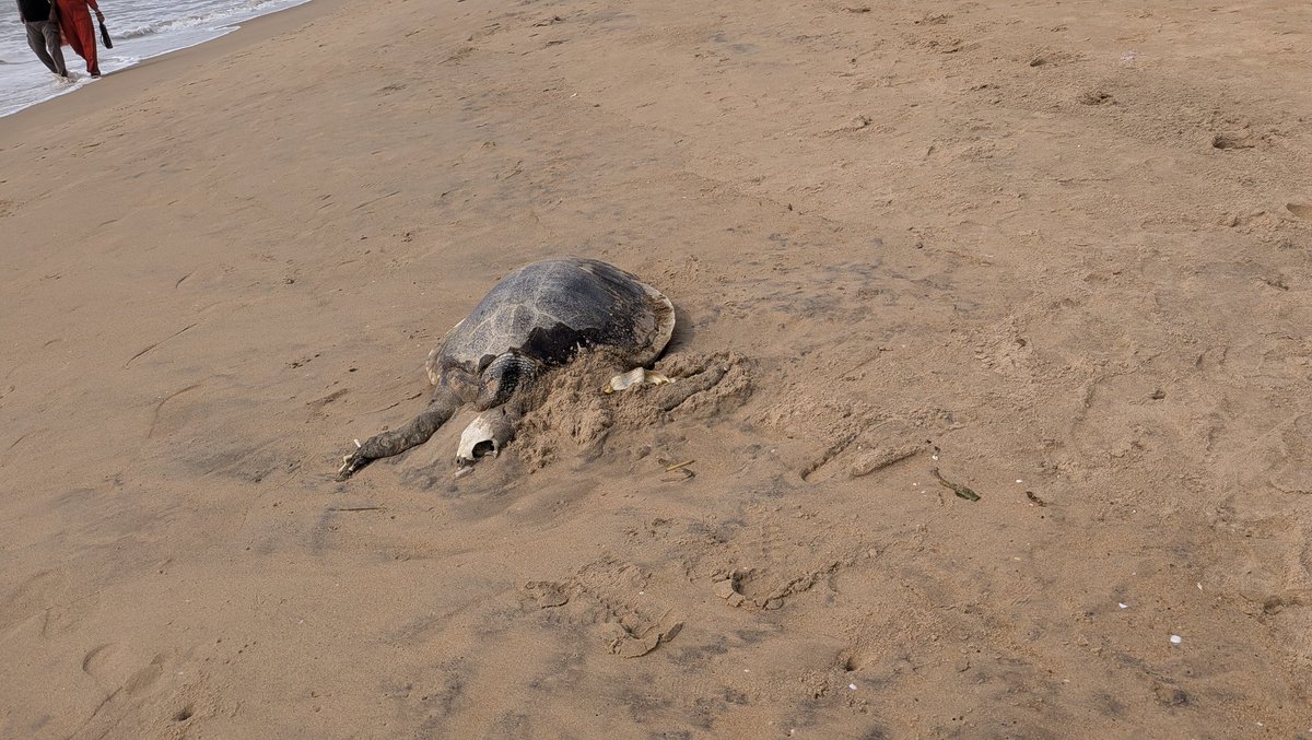 dhpratik's tweet photo. @CMO_Odisha death of so many turtles on the #PuriJagannadh is not a coincidence. They have been brutally killed by blinding their eyes and what not others. 
Strict action is expected. 
These are yesterday's pic. https://t.co/eQfytCxtAB