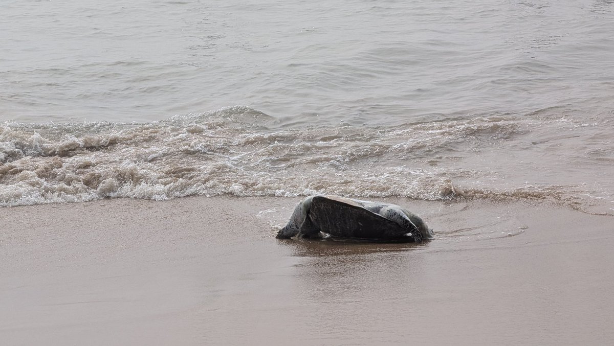 dhpratik's tweet photo. @CMO_Odisha death of so many turtles on the #PuriJagannadh is not a coincidence. They have been brutally killed by blinding their eyes and what not others. 
Strict action is expected. 
These are yesterday's pic. https://t.co/eQfytCxtAB