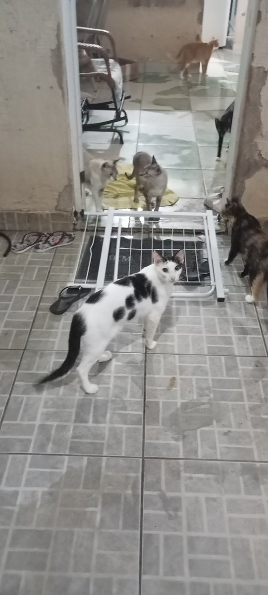 BarbyMaar's tweet photo. Eu chegando na casa da mãe, quem será o culpado de ter derrubado o portão? 🤭😅 https://t.co/Wa3hI4cGVH