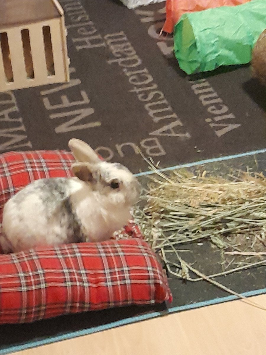 After a long day, it's nice to sit in my bed and nibble forage
