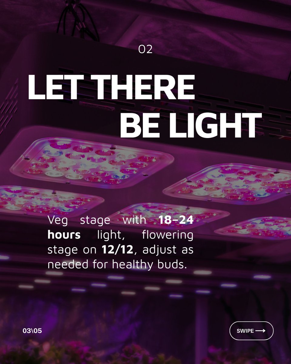 Growers Choice Seeds tweet media