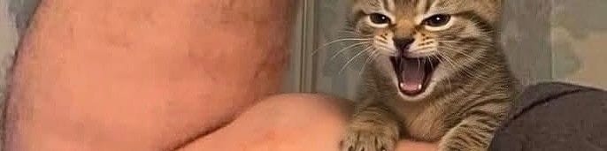 no context animals tweet media