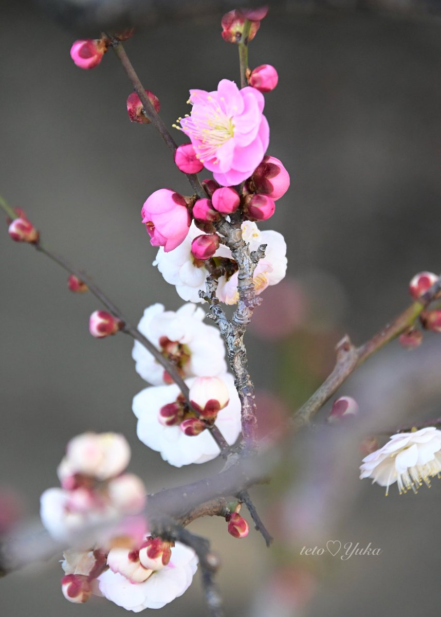 Nature Plants_hana_ Community on X - 564 Members