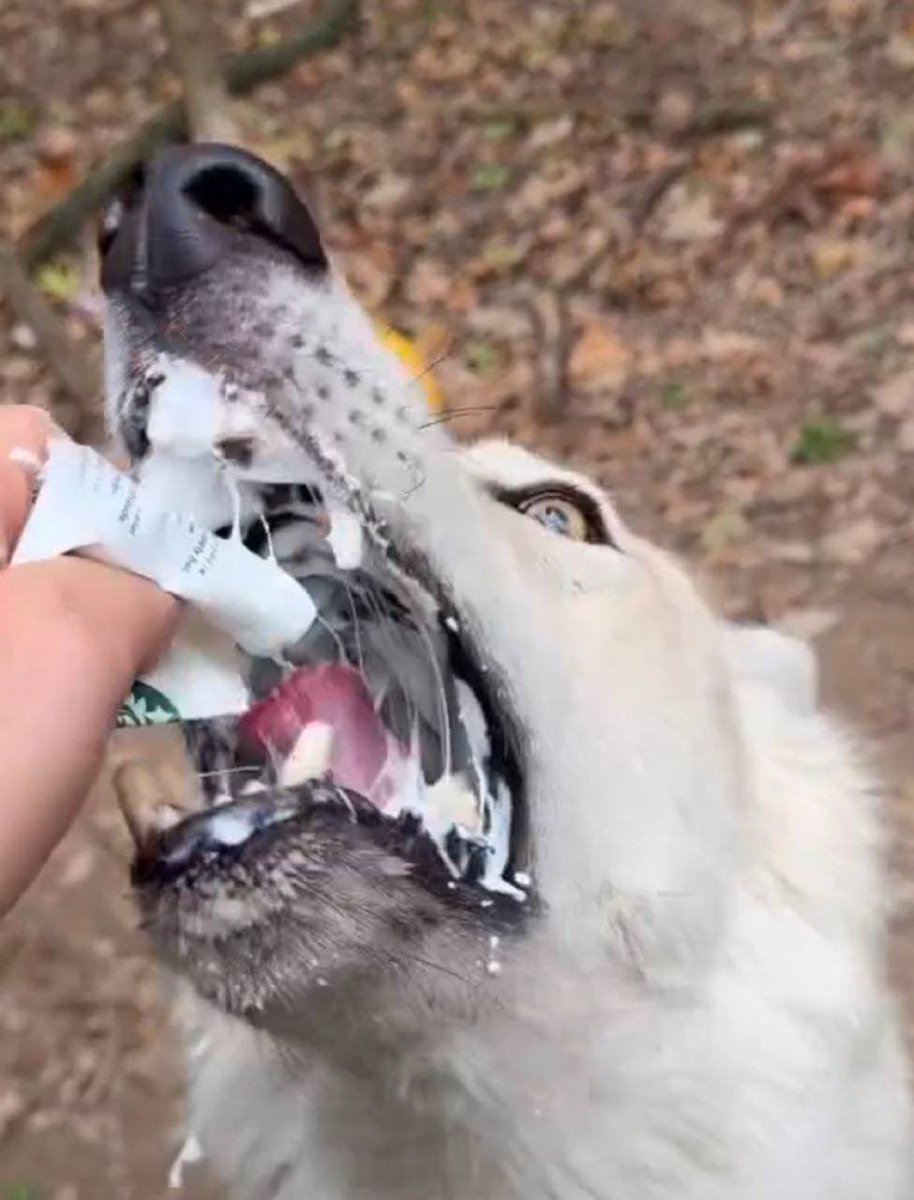 Alphfur's tweet photo. Pup cups can be given to wolves as well!! Not just dogs!! https://t.co/aP6Tn2xUfW