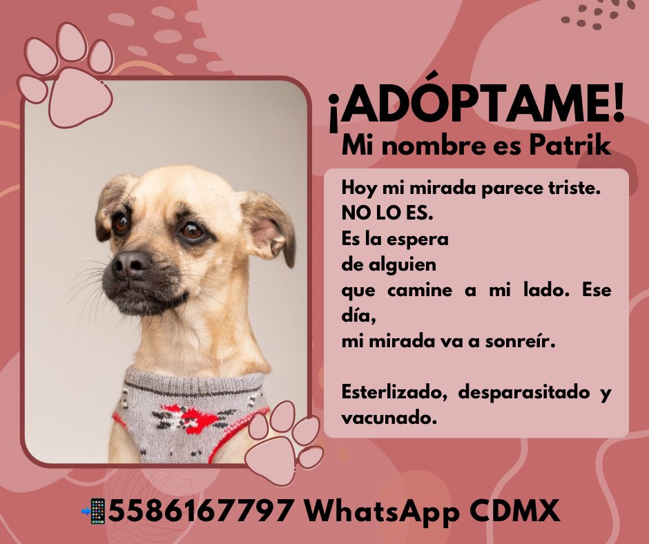 Nuestro pequeño Patrik aún está buscando familia. Es muy muy tranquilo. Quieres adoptarlo escribe al 5586167797 CDMX. <a href="/guerashome/">Imatis Burton</a> <a href="/AdoptaCDMX/">AdoptaCDMX</a> <a href="/Animales_CDMX/">AnimalesCDMX</a> <a href="/diana_dfc/">D I A N A 🐕 🐾 ❤️</a> <a href="/RescateAnimal/">Rescate Animal</a> <a href="/LetyVarela/">Lety Varela</a> <a href="/EugenioDerbez/">Eugenio Derbez</a>