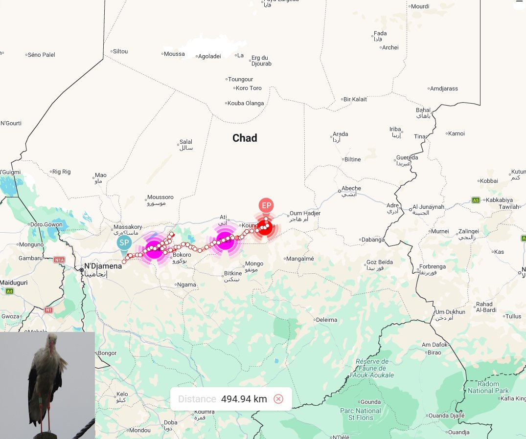 Bocian "Drugi" z nadajnikiem założonym w powiecie siedleckim, który spędzał zimę w Czadzie, właśnie wyruszył :) Już trzy dni w drodze.
Zimo, ty wiesz co...