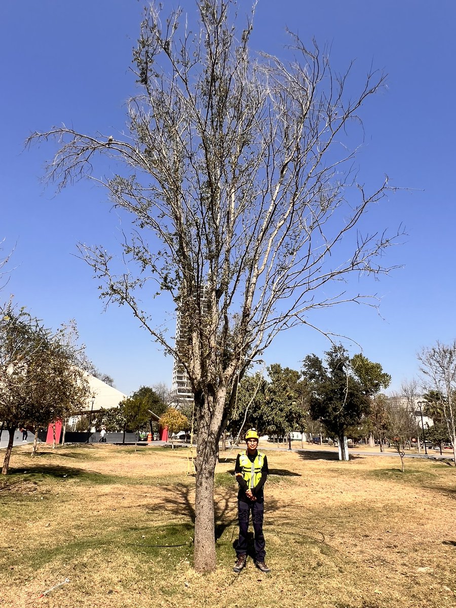 reforestacion tweet media