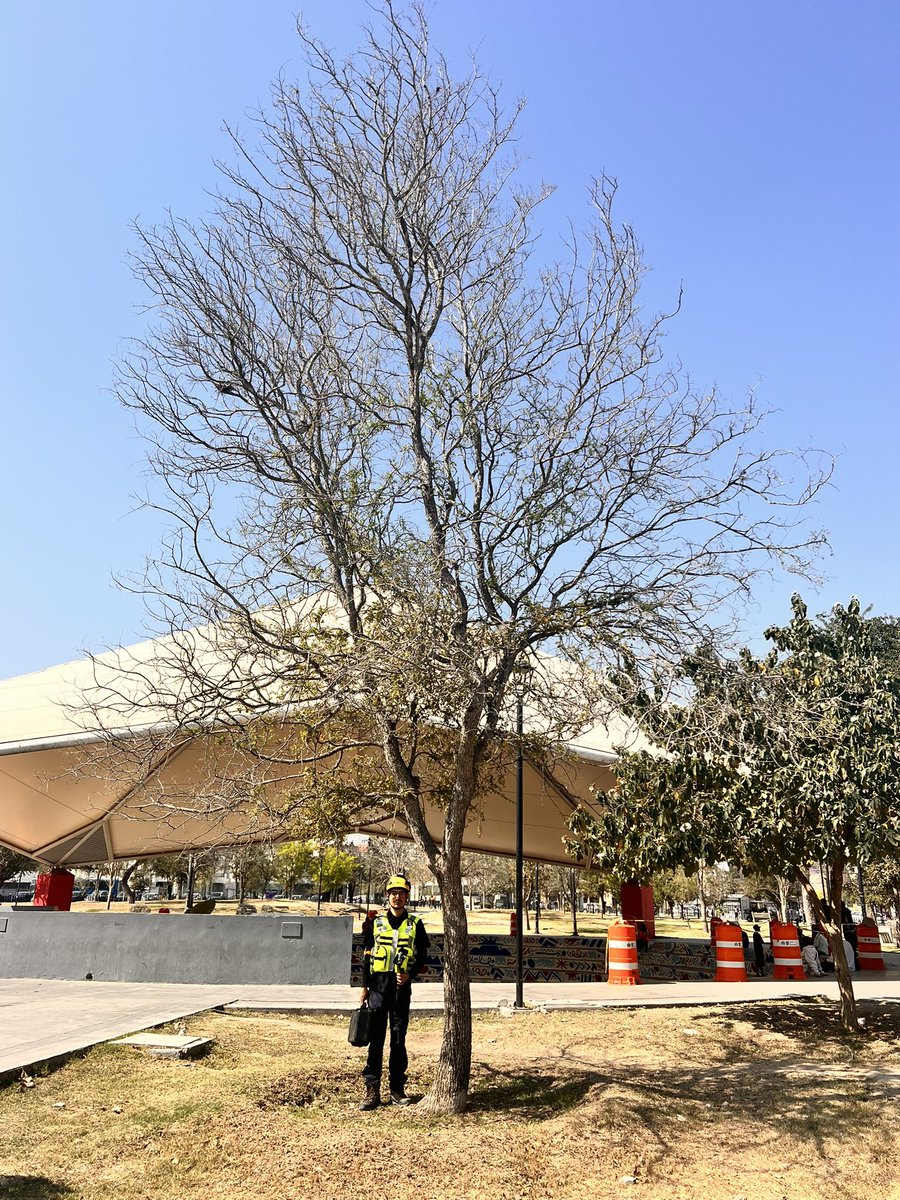 reforestacion tweet media