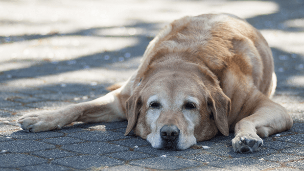 delpynews's tweet photo. ▶️ REFUGIO DE PERRITOS NECESITA AYUDA URGENTE |🐶🔥

El santuario canino Jaguarenda solicita colaboración para comprar nuevos ventiladores, ya que los que utilizaban se quemaron por el uso constante en medio del intenso calor.

🗣️ “Hace mucho calor y los pichis lo sienten más que nadie. Nuestros ventiladores se quemaron y necesitamos ayuda para volver a darles aire”, expresaron.

👉Quienes deseen colaborar pueden hacerlo al alias 0971695566. Cada aporte ayudará a que los peluditos puedan sobrellevar las altas temperaturas.

📄jaguarenda_py (IG)