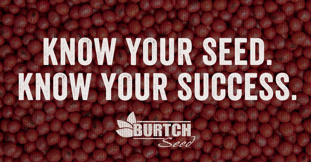 BurtchSeed's tweet photo. Did you know the right seed variety can improve your yields, resist disease, and maximize efficiency? Our experts are always ready to walk you through your options—because informed decisions lead to stronger results.

>> https://t.co/3azu4Fvfor https://t.co/GOd3S89re2