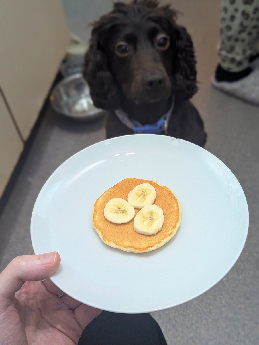 pancake for a patient pup 🥞
