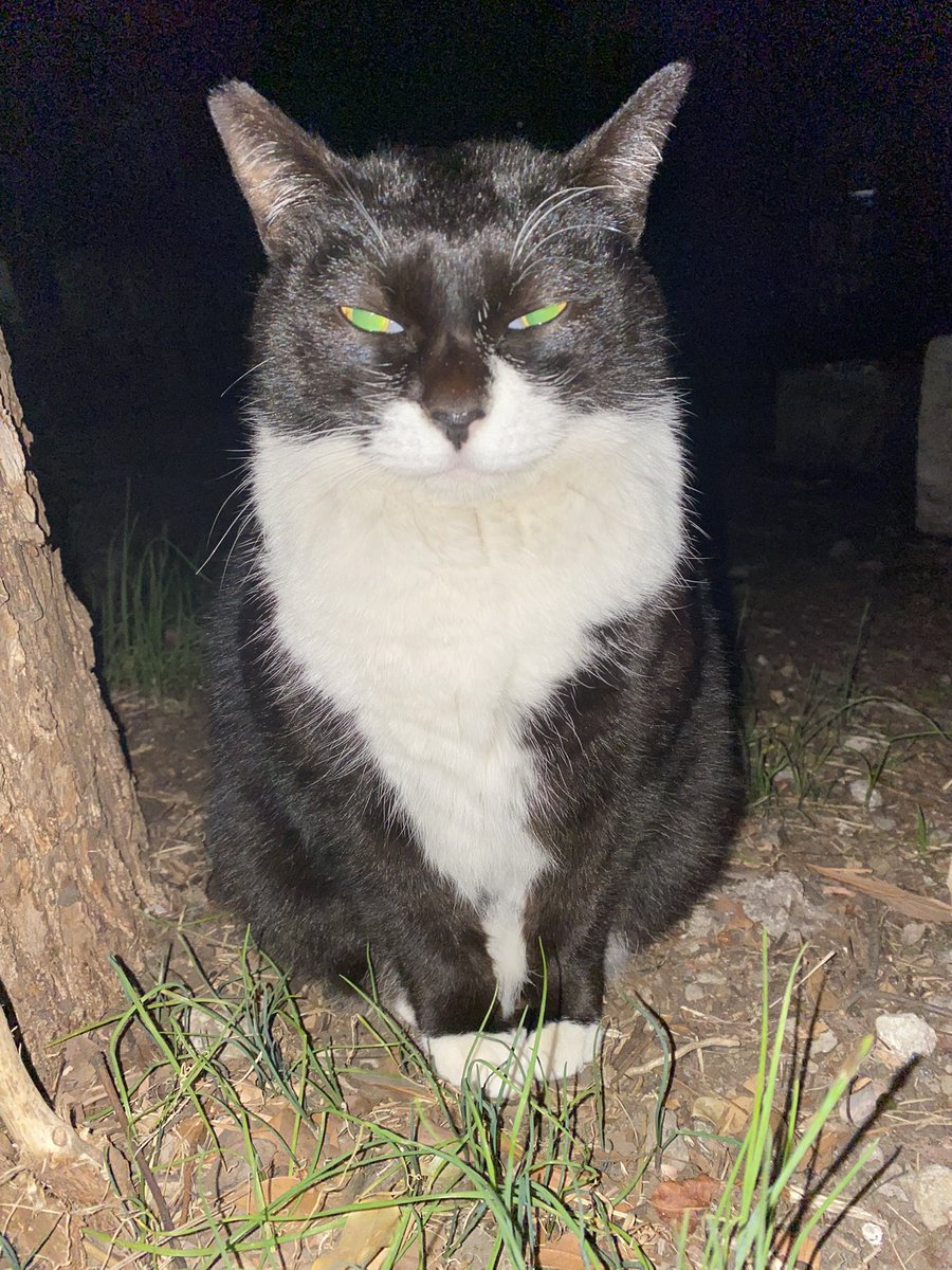 にゃん太郎 にゃん太郎 (@nyannyan__taro) / Posts / X