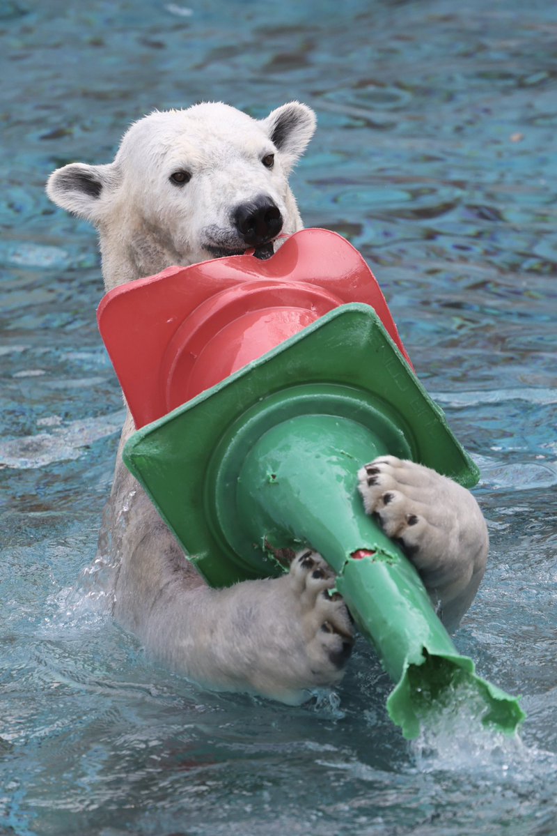 おはようございます🐻‍❄️

♡ホウちゃん　大好き♡  2026.2

#天王寺動物園 #ホッキョクグマ #ホウちゃん