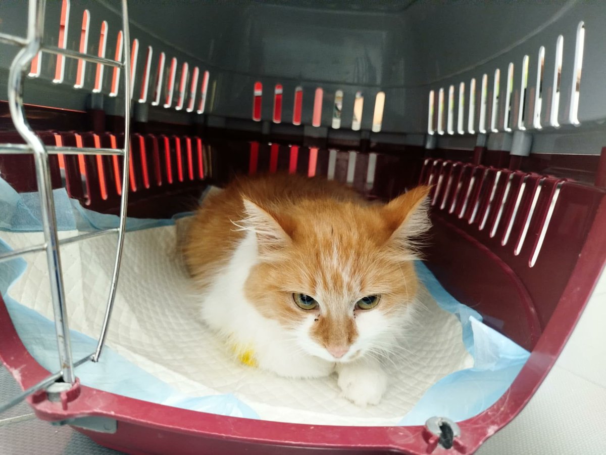 Dziś dzień kota 🐈‍⬛‼️

Dlatego proszę w ten dzień zakończmy zbiórkę dla Arizony.

Kotka ma FIPA i walczy o życie!

Brakuje 375 zł 💔 

pomagam.pl/dlaarizony