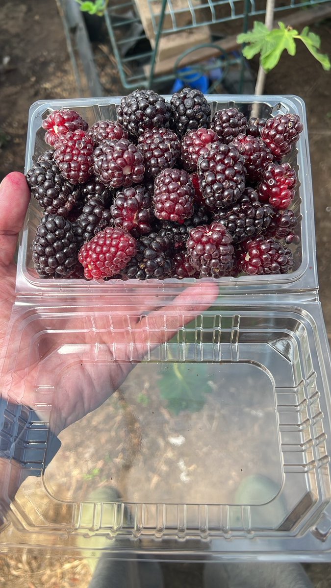 Boysenberry,  Healthy,    Hi EVERYONE