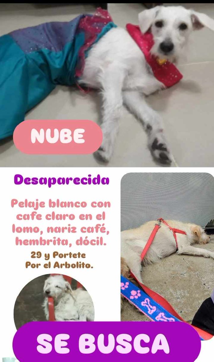 AlertaMePerdi's tweet image. #PERDIDA  #GUAYAQUIL
Nombre: #NUBE
Fecha: 2026-01-14
Sector: Sur, Suburbio. 29 y Portete por el Arbolito 
Sexo: Hembra
Raza: Mestiza
Observación: Pelaje blanco en el lomo café claro, nariz café, dócil, hembra.
Contacto: 0978871199
¡Ayúdalo a volver con su familia!
 #AlertaMePerdí