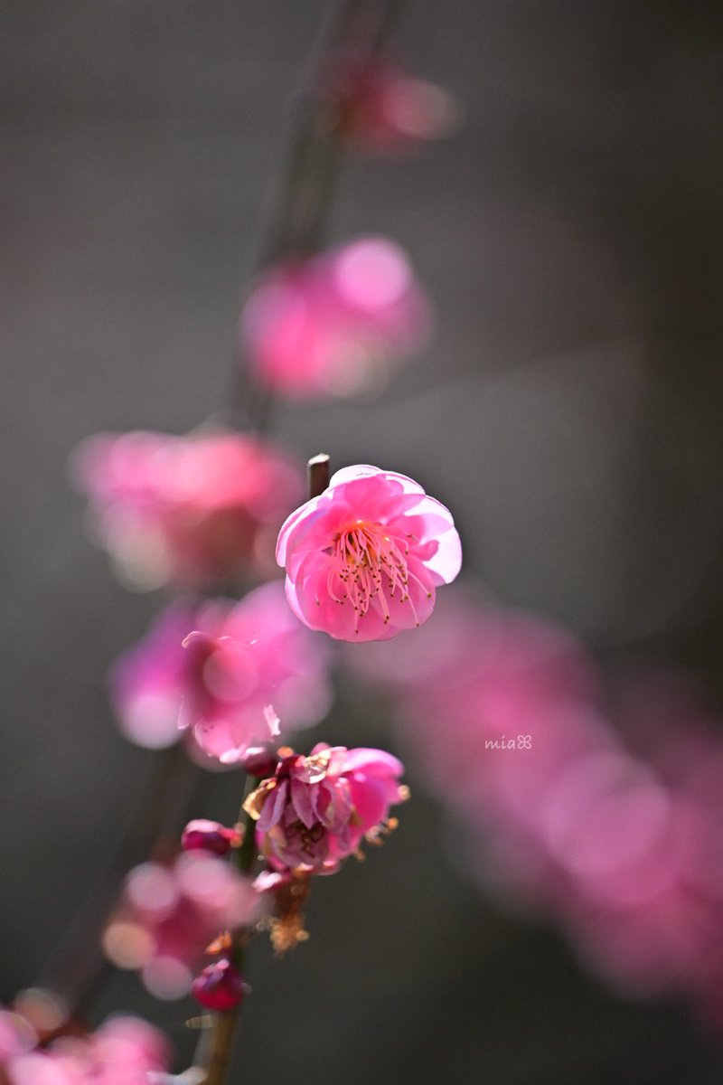 海愛∘ꠋ⢌𓆡mia tweet media