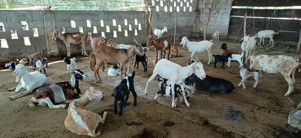 CIENPINOS tweet media