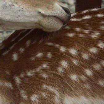 Deervalarr my shayla 💔