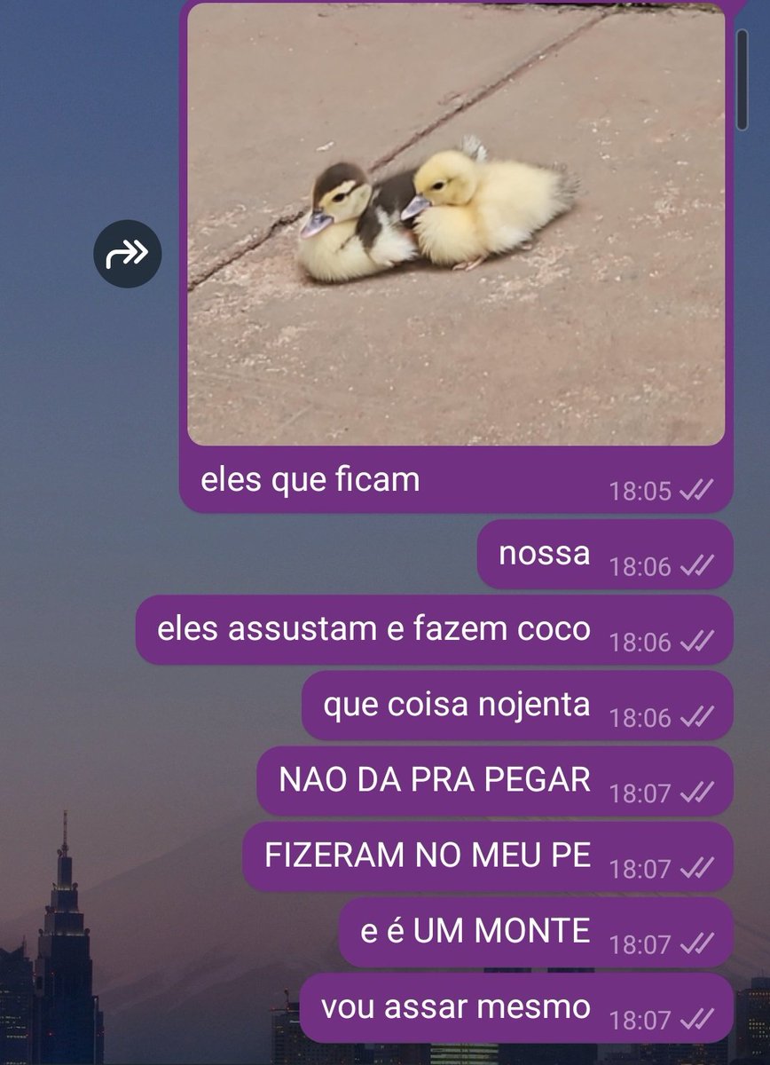 meu primeiro dia com os patos