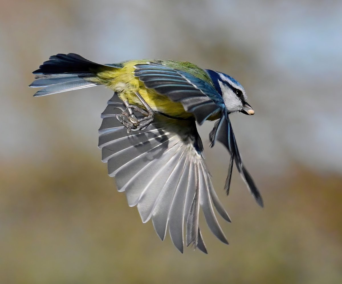 CarlBovisNature's tweet photo. Blue Tit leaving. 😀
 Taken recently at RSPB Greylake in Somerset. 🐦 https://t.co/u63dj9zdiM