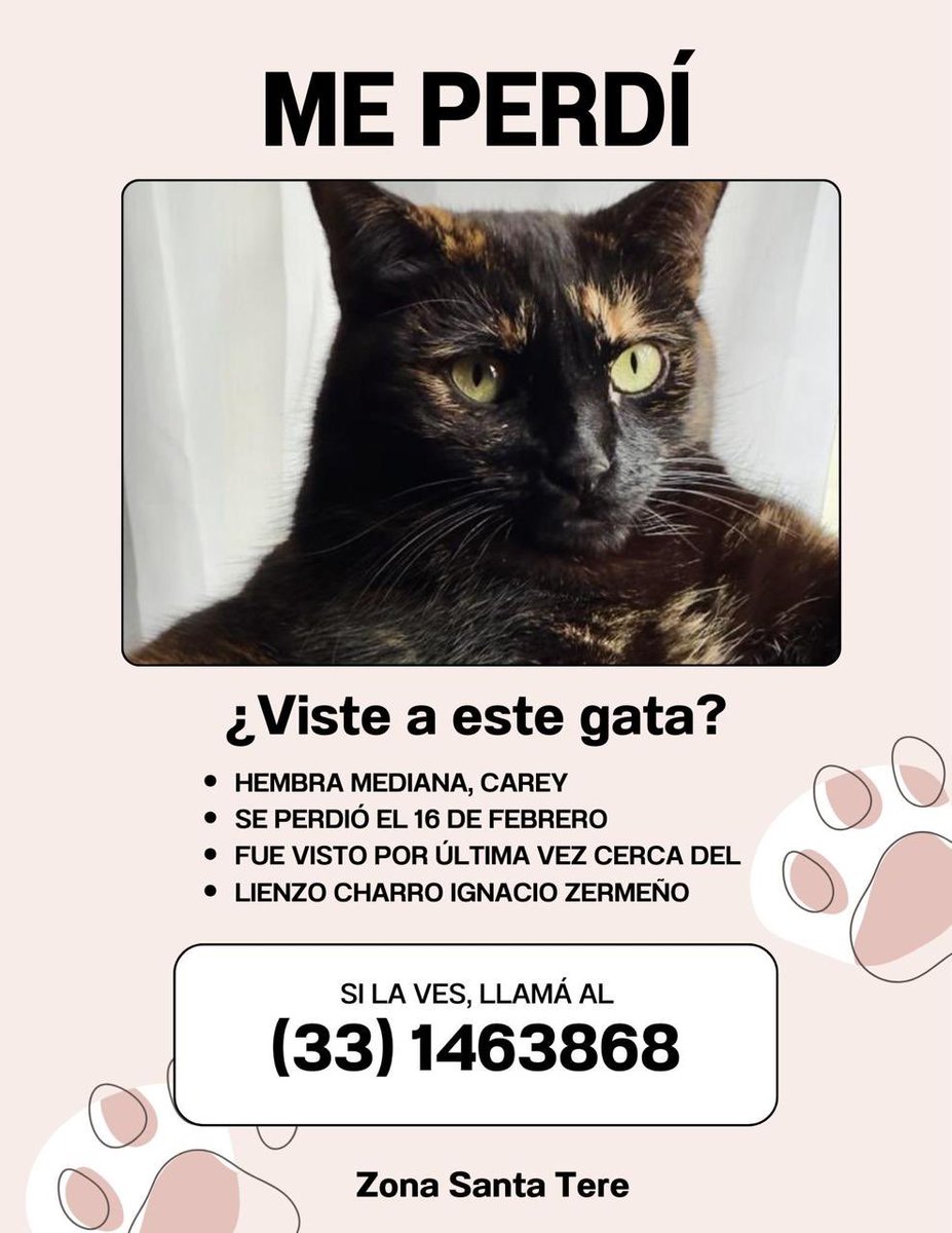 Red Pro Gato Guadalajara tweet media