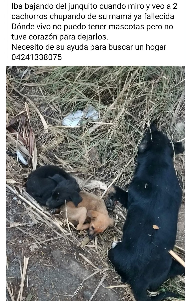 PerroUsuario Wof '•' tweet media