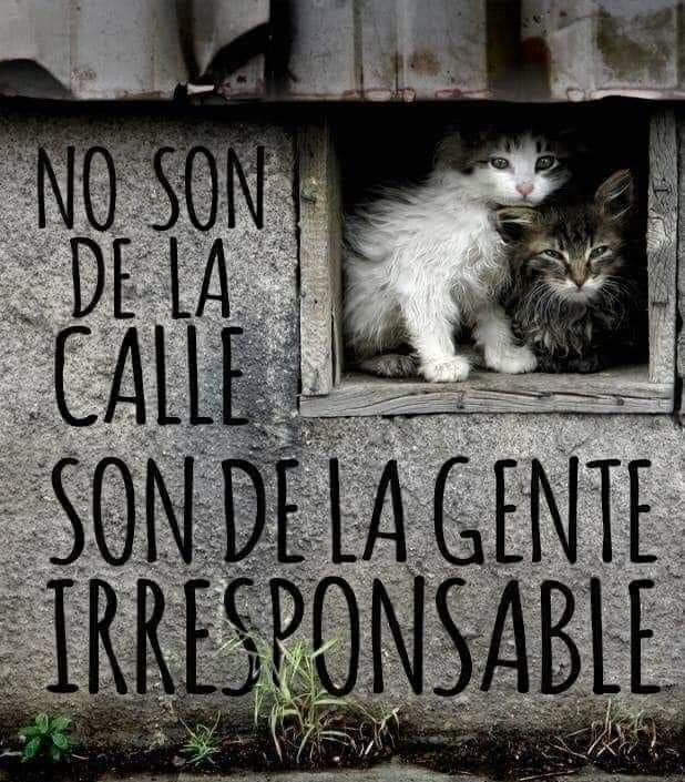Hermosos y adorables seres!
Merecen el amor, cuidado y protección de una familia!
😍