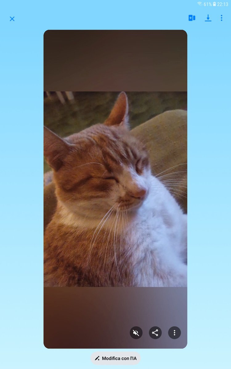 peucezia's tweet photo. #giornatamondialedelgatto Leprotto https://t.co/UZJOIbXe2f