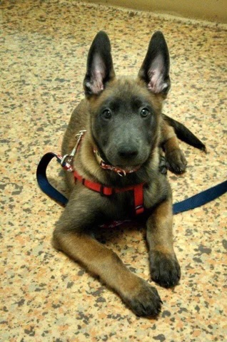 Hey algorithm, please find me all accounts that prefer dogs over muslims.
I want to follow them.