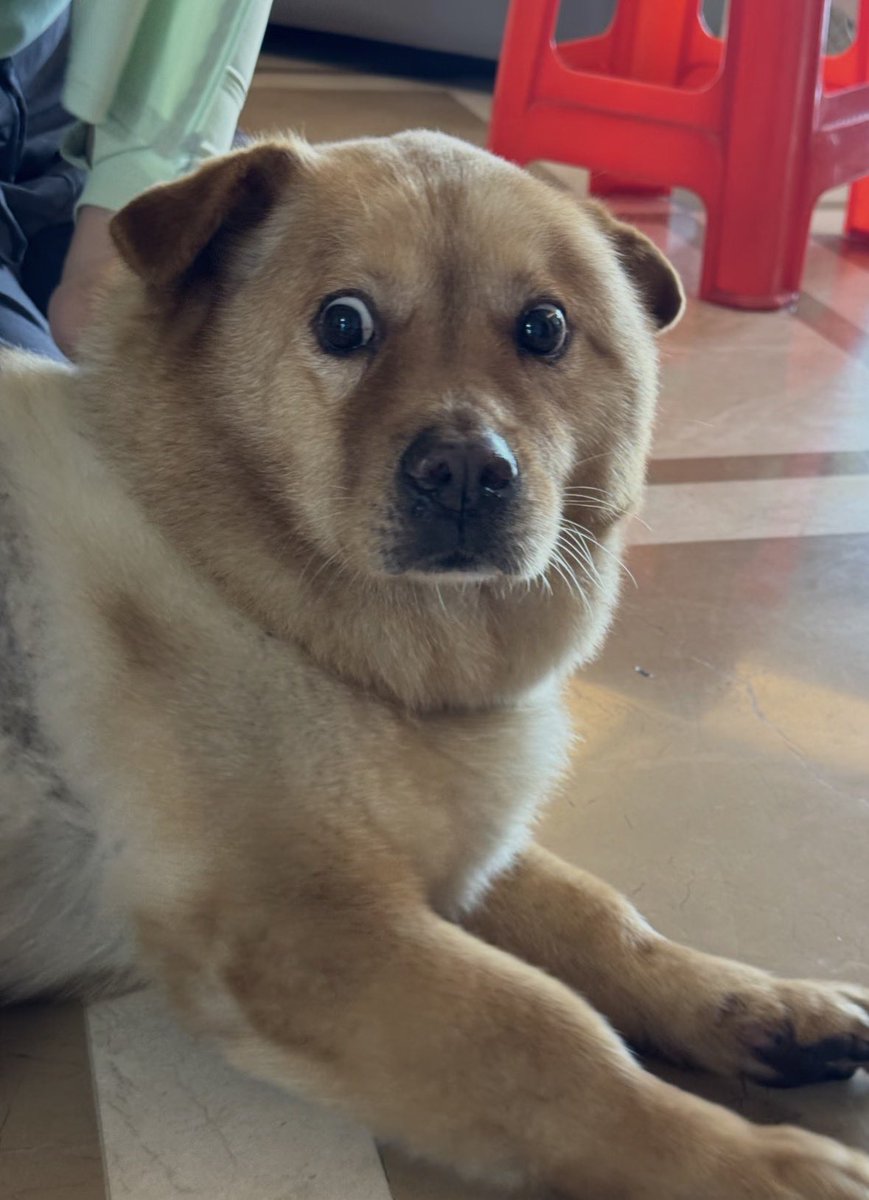 💖 (@twaniimals) on Twitter photo 