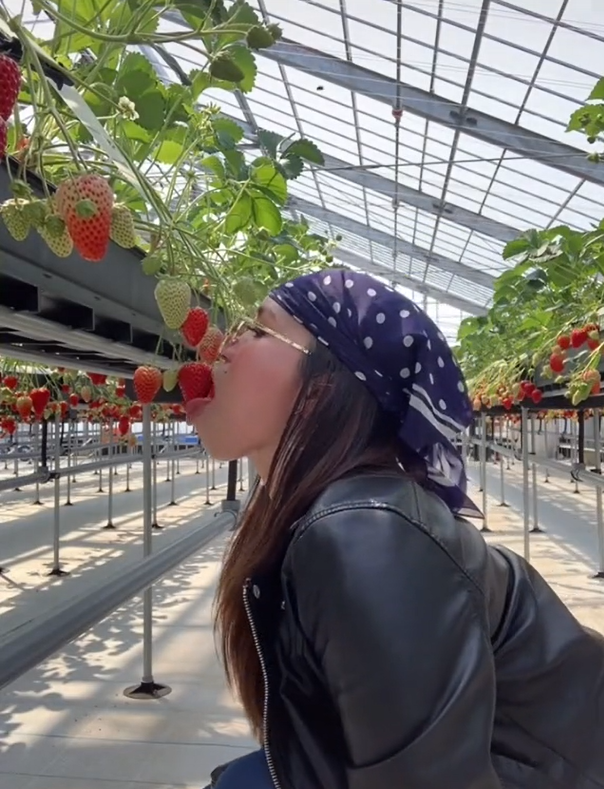 フィリピン人のアドさん本人が
「動画を無断使用され、嫌がらせ・いじめ目的で拡散された！」と通報してきて、動画が削除されました。

いちご狩りで株から直食いした彼女の行為は、日本人の常識では「ありえない」マナー違反です。