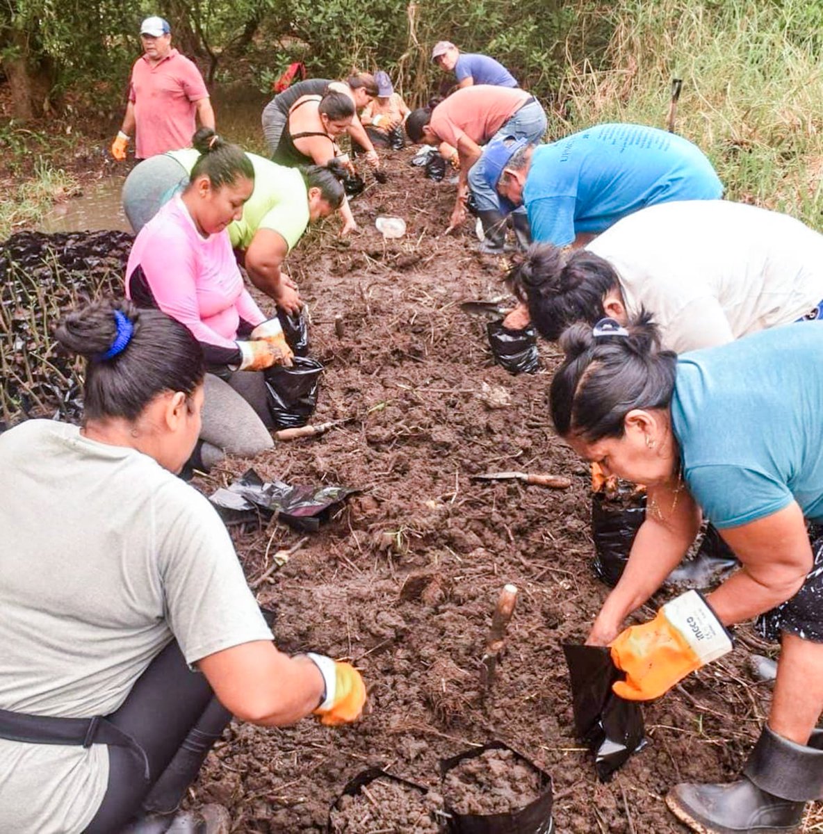 AsprodeSV's tweet photo. ☘️ASPRODE impulsa acciones permanentes para la conservación y restauración de los manglares, fortaleciendo la protección de este ecosistema clave para la biodiversidad marino-costera. A través de proyectos ambientales, comunidades locales e instituciones aliadas. https://t.co/9EJ7ekrtqs