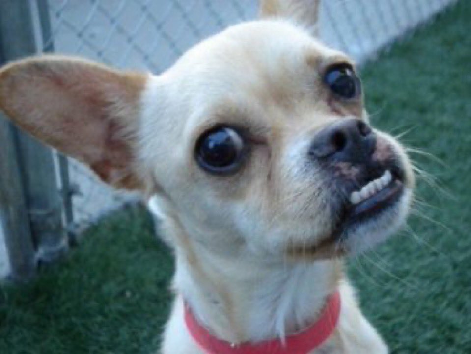 Vinicius jr to the referees anytime he is being called a monkey 😭😂