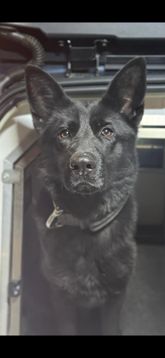 Staffs Dogs & ARV tweet media