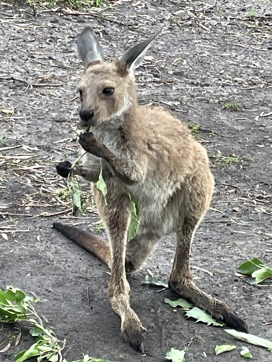 Goodbye. After being on Twitter for 16 years <a href="/Kangarooei/">Kanga</a> I have decided to leave. I get very few retweets and after pleading for donations to help injured Kangas only received 2 donations. Clearly #Kangaroos are not important to most Australians. Feeling hopeless now. 💔