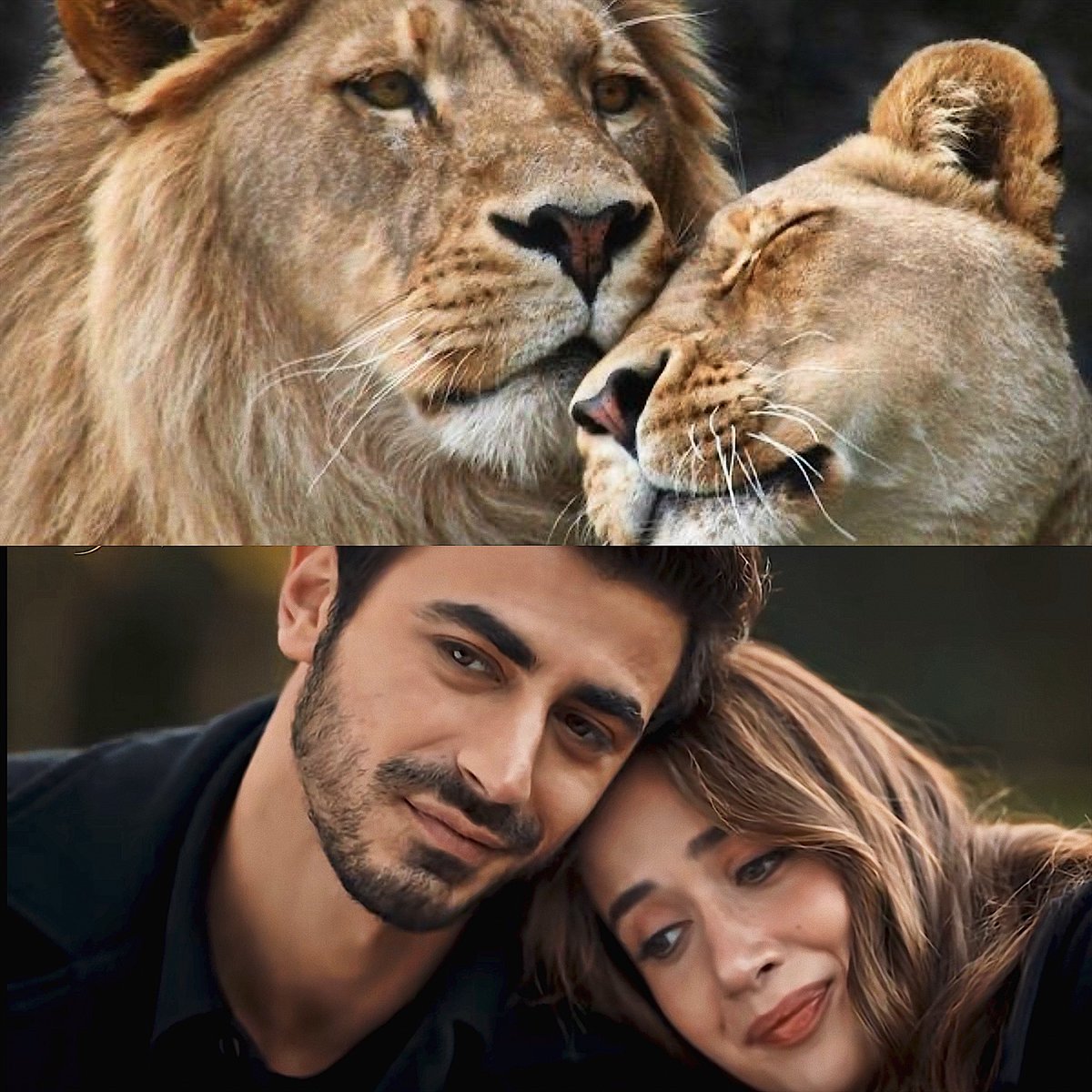 𝚕𝚒𝚘𝚗𝚜🦁🤍

• #arafta | #merteş •