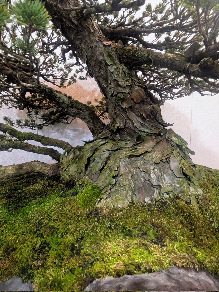 第100回国風盆栽展で入選した株立ちの瑞祥