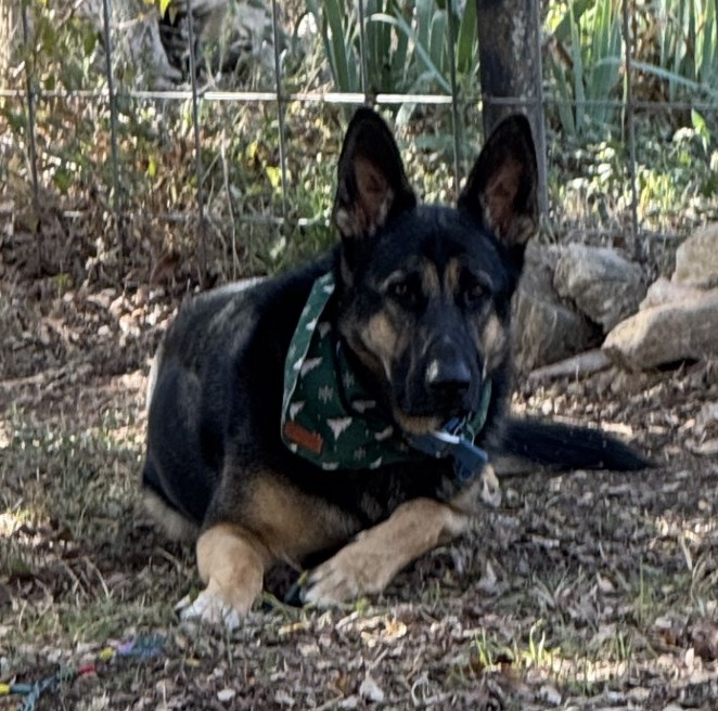 Russell Brown tweet media