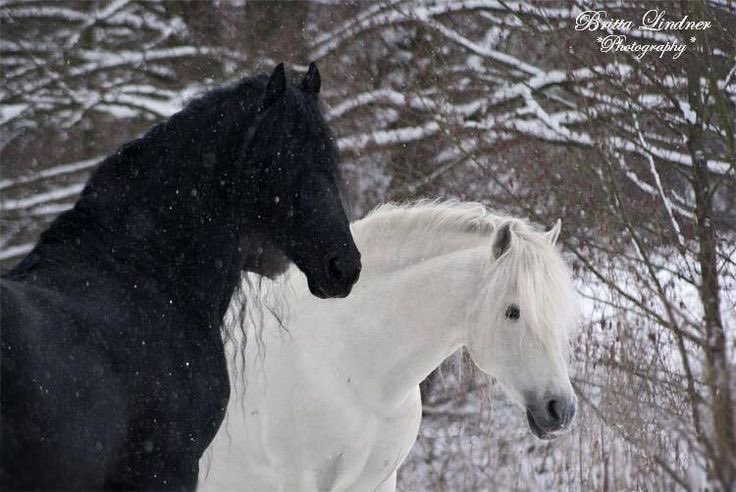 بحر 🌊 tweet media