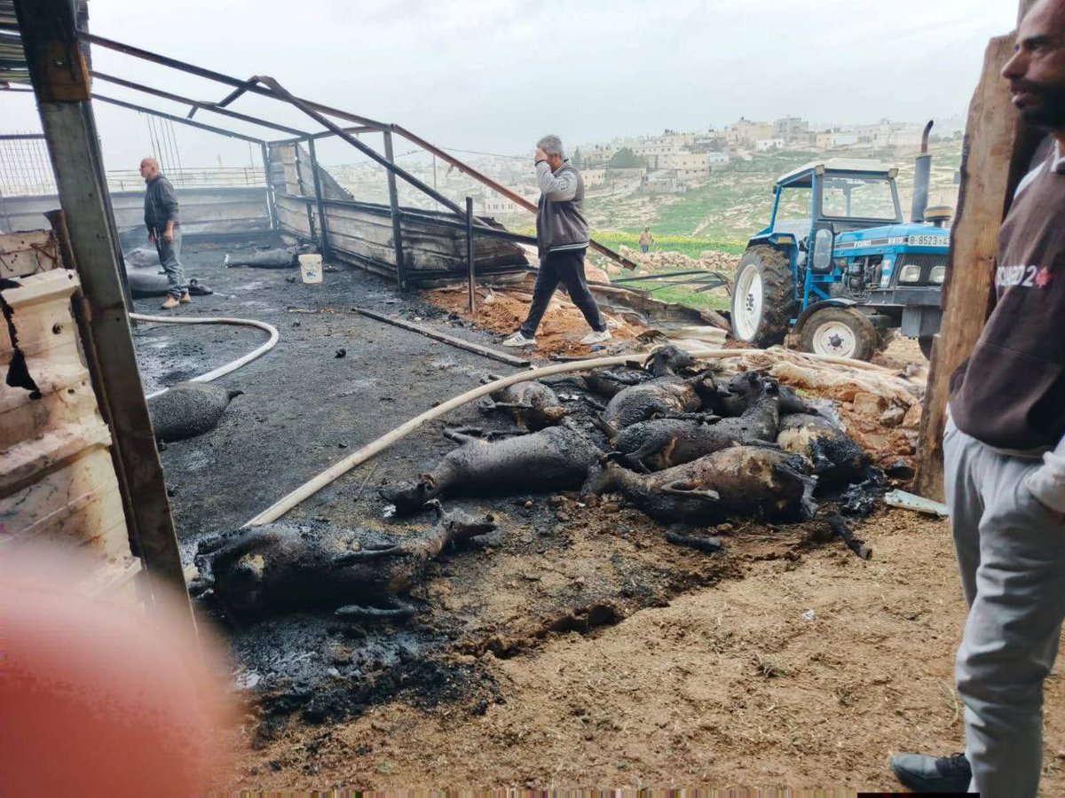 TahrirFilastein's tweet photo. 🚨 Zionist settlers burned dozens of sheep alive that belonged to the Palestinian farmer Abdullah Abu Shalash west of the town of Al-Samou in #AlKhalil. https://t.co/eOTEQWQ1so