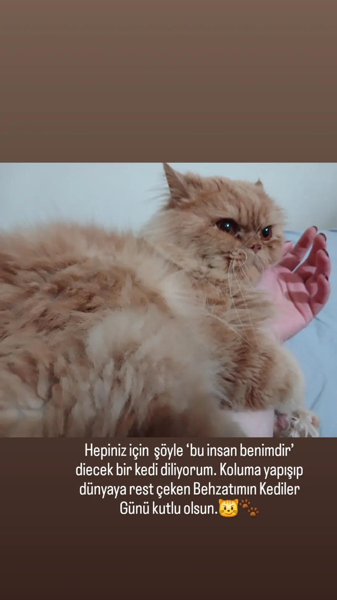 ceren öksüz (@crnksz) on Twitter photo 