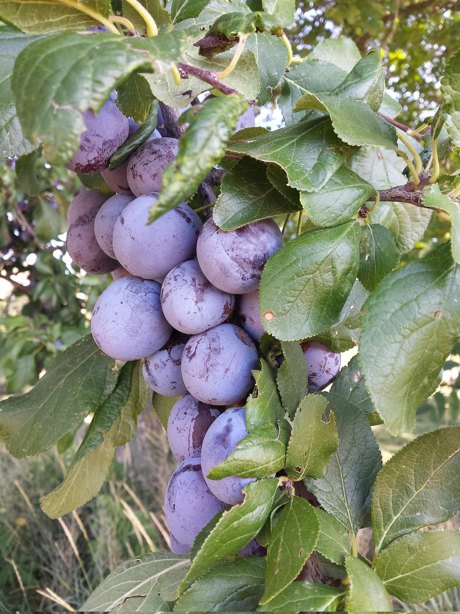 Hurro-Urartian Word of the Day 175

Hurro-Urartian: šalluri "Plum" (cf. Akkadian: šallūru; ultimately from Sumerian šennur).

Kurdish: şilor / šlor "Plum".

Note also Hay/Armenian salor "Plum" and Persian shalīl "Nectarine" (repurposed later for the smooth-skinned stone fruit).