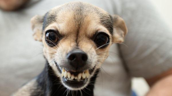 PeritoAnimal's tweet photo. Cachorro rosnando do nada: o que pode ser e como lidar? https://t.co/sm26yIYwYH #cachorros https://t.co/KvWwZryveW