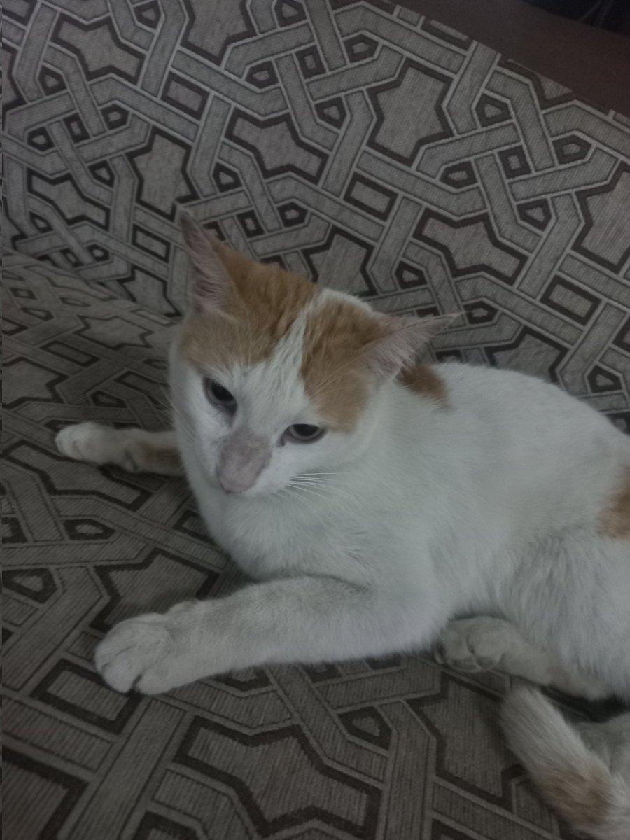 قبل كم سنة كان عندنا بسة وبيوم طلع من البيت وبعدها رجعناه
بعدها بفترة ظهرت بسة جديدة بالحارة، من يومها وانا شاك
اليوم بعد التراويح صورتها واتوقع اني عرفت ايش صاحبنا سوى لما طلع