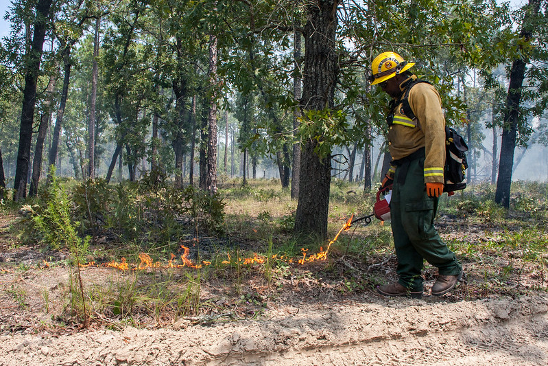 State Foresters tweet media