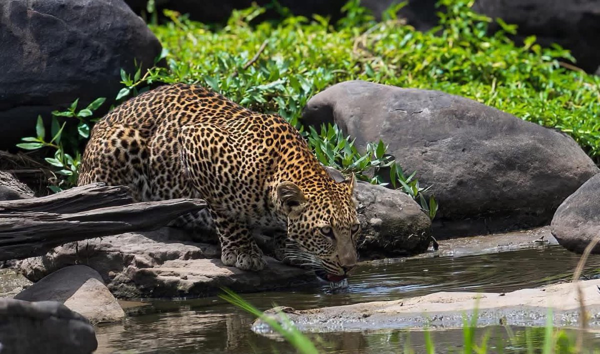 angelamason63's tweet image. So lucky to watch this leopard as it hunted and then stopped for a cool drink at the river #Masai Mara
