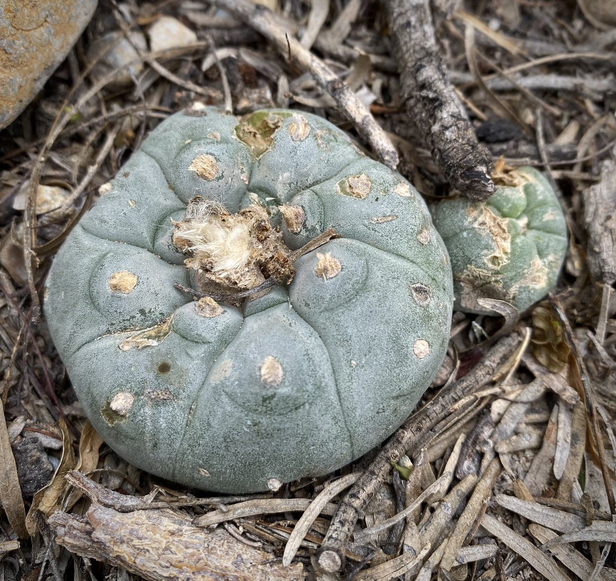 I found several peyote plants while hiking, nestled low among sandy, rocky soil and sparse desert vegetation. Peyote (Lophophora williamsii) grows extremely slowly, often adding only a few millimeters per year. Even a small button just 1–2 cm wide can be 8–15 years old, while